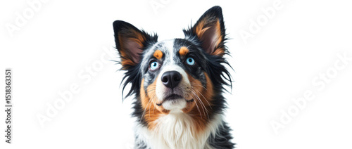 Australian Shepherd Dog – Striking Blue Eyes and Attentive Gaze – Close-Up Portrait