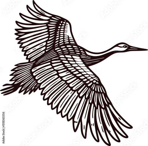 Detailed hand drawn illustration of flying crane bird with outstretched wings in vintage engraving isolated on white