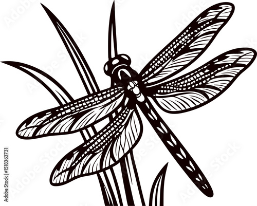 Intricate black and white dragonfly with detailed wing patterns on grass blades
