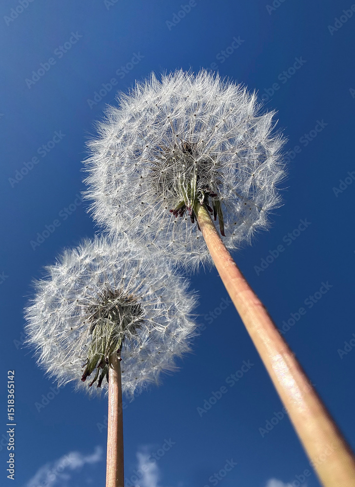 Fototapeta premium A low-angle close-up of two dandelion seed heads against a vibrant blue sky