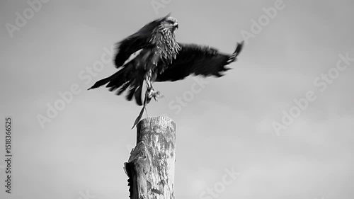 A black and white photo of a bird with Accipitridae perched on a tree stump