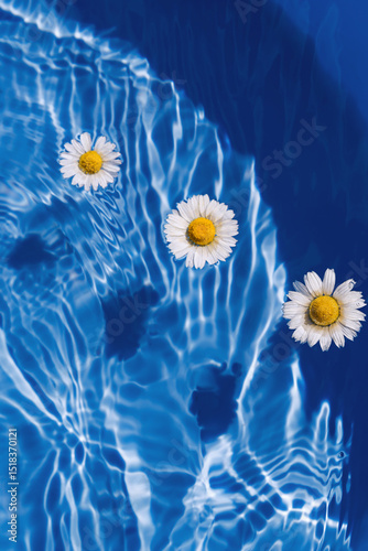 Daisy flowers in blue transparent water. Summer floral composition with sun and shadows. Nature concept. Top view. Selective focus