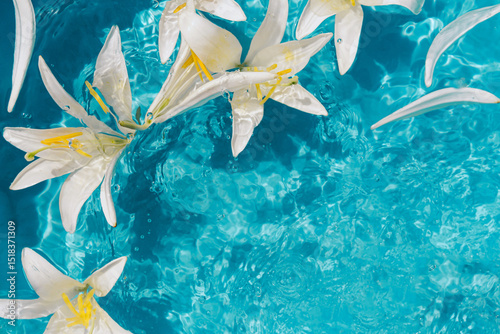 Beautiful summer floral composition made of white lily flowers in blue transparent water.  Nature concept. Top view. Selective focus