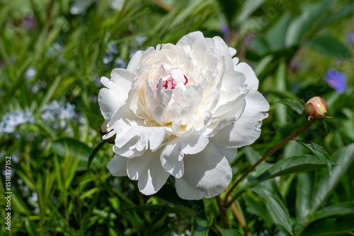 close up of pretty  white and pink peony flower
