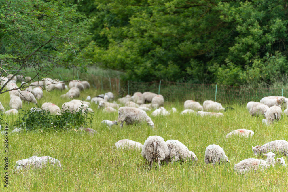 Fototapeta premium A large flock of sheep spreads across a green pasture, partly in the shade of a tree. The scene depicts harmonious coexistence in a natural environment.