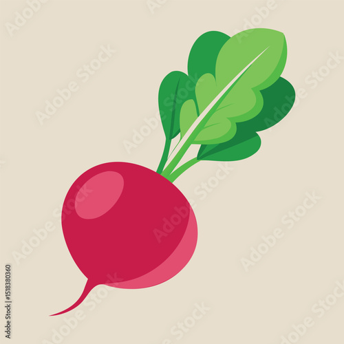 Vector illustration of vegetable, radish