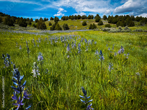 Fototapeta Naklejka Na Ścianę i Meble -  purple wildflowers blooming in spring green mountain meadows under blue and white cloudy skies in Utah