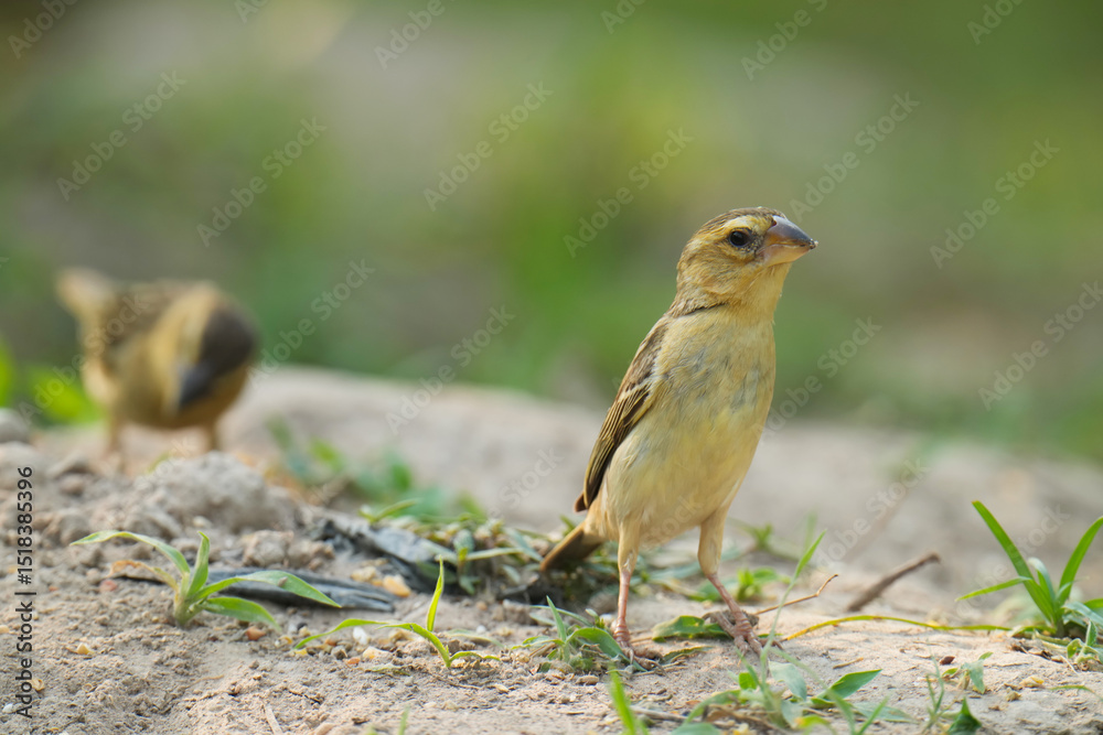 baya weaver (Ploceus philippinus) bird watching in the forest. baya weaver (Ploceus philippinus) bird watching in the forest.