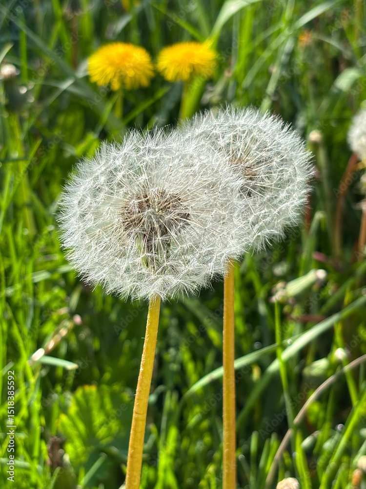 Fototapeta premium Close-up of two white dandelions in a lush green meadow.
