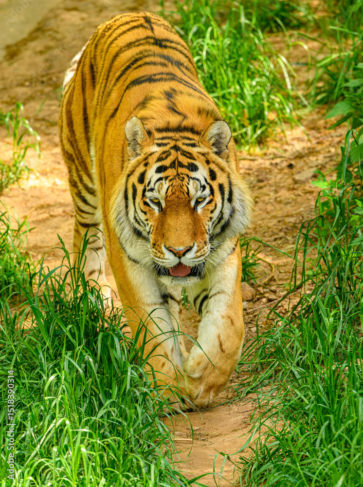 Obraz premium Amur or Siberian tiger (Panthera tigris altaica)