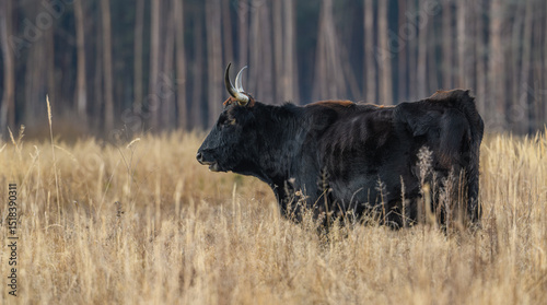 wild tauros, aurochs-like cattle