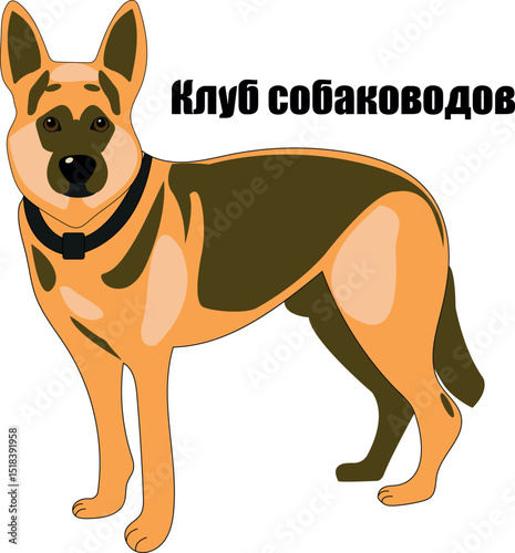 Kennel Club,  shepherd, dog, 
dog club, purebred dog, collar, 
dog show, 
paws, 
tail, 