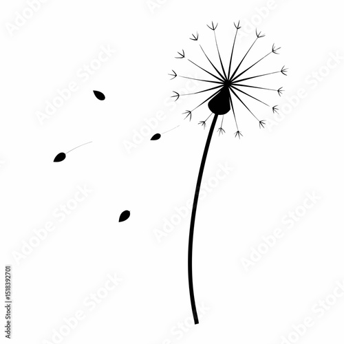 dandelion on white background
