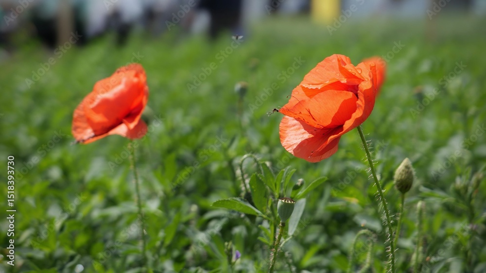 Naklejka premium red poppy flowers