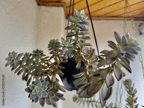 A beleza minimalista da natureza em suspensão. Este pendente suculento transforma qualquer canto num refúgio verde de elegância e simplicidade.