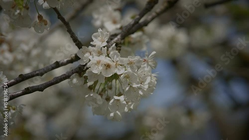Delicate and Beautiful Cherry Blossom Flowers Blooming Gracefully on a Lovely Spring Day