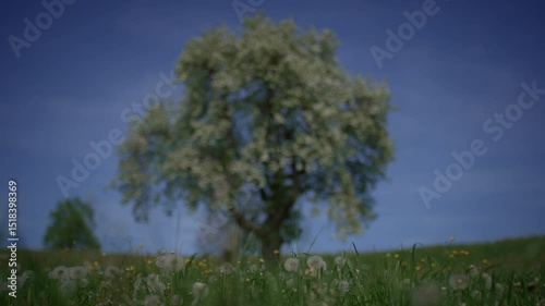 An Artistic Soft Focus of a Majestic Tree Against a Stunning Inspirational Blue Sky