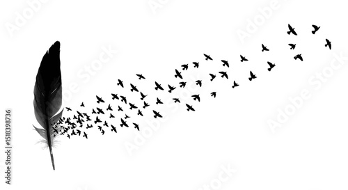 Black Feather with Ethereal Flock of Flying Birds