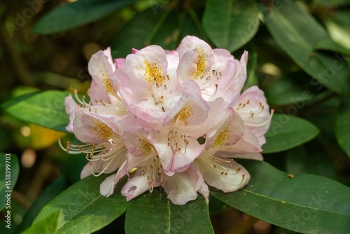 close up of pretty pink rhododendron flowers