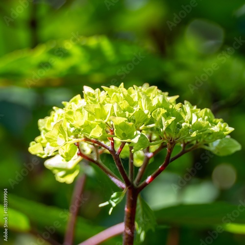 close up of  bright green flowers of hydrangea with a blurred green background