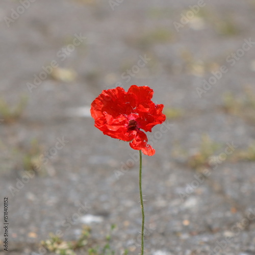 A small red poppy tries to survive between concrete cobblestones