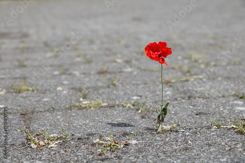Fototapeta Naklejka Na Ścianę i Meble -  A small red poppy tries to survive between concrete cobblestones