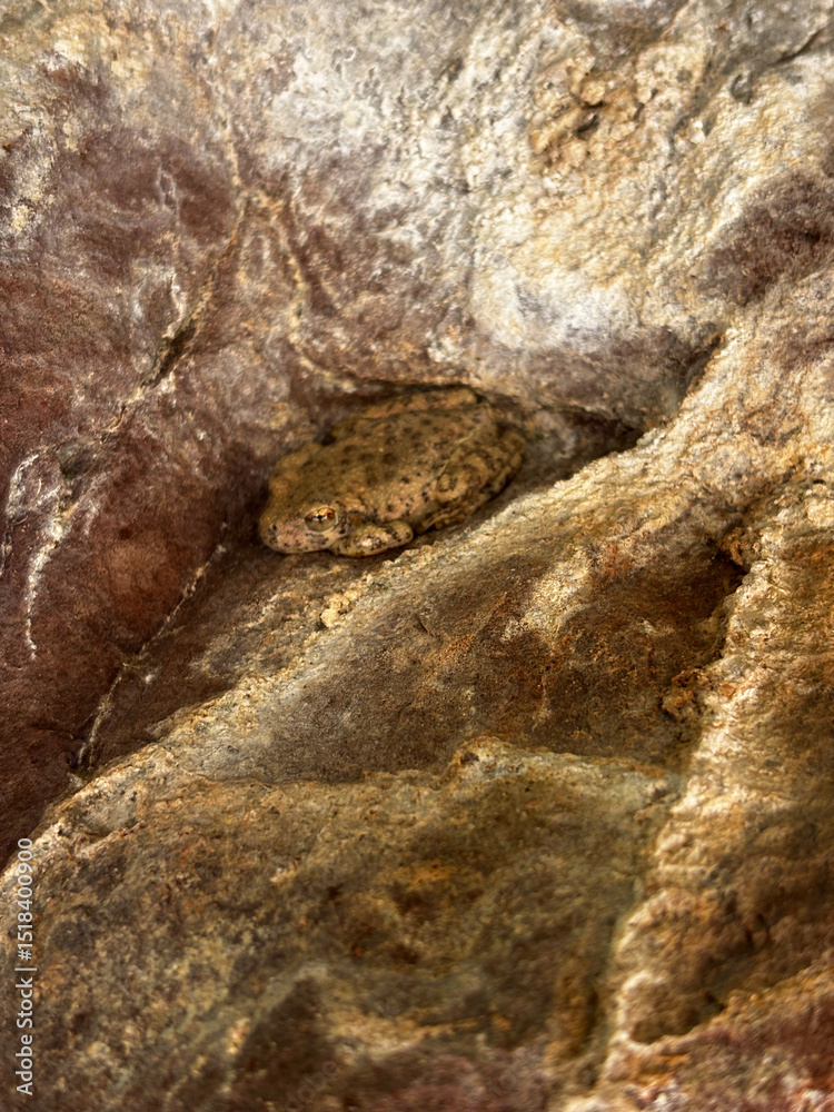Naklejka premium common tree frog camouflaged on sandstone rock in southern utah cliff