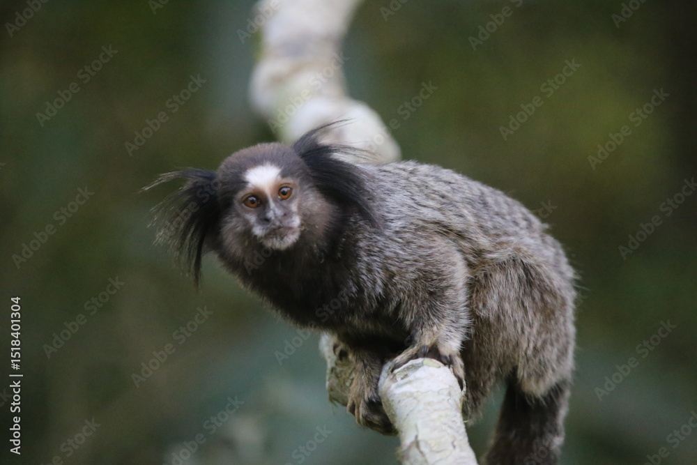Fototapeta premium capuchin monkey