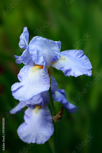Colorful iris in summer garden