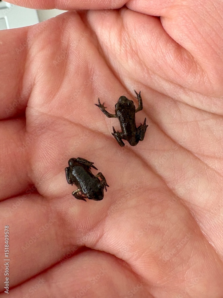 Obraz premium Kleiner Frosch auf der Hand