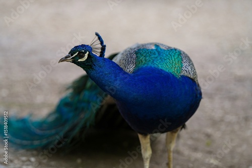 Portrait of an Indian Blue Peacock with Vibrant Plumage on Neutral Background
