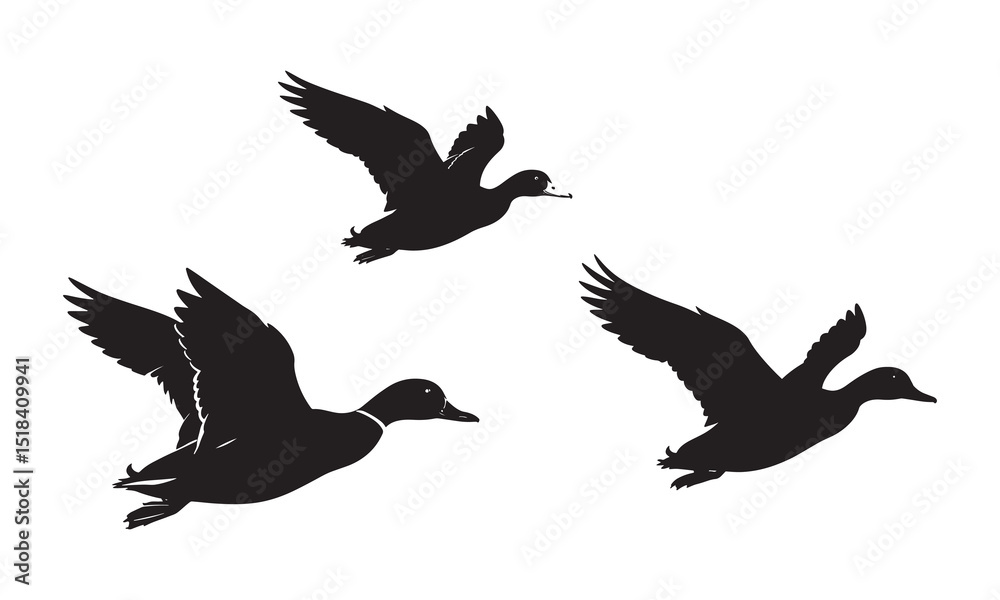 Obraz premium flying duck Silhouette vector illustration.