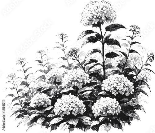 Hydrangea Dreams: Floral Line Art field linework ink sketch hand drawn pen drawing vector illustration background