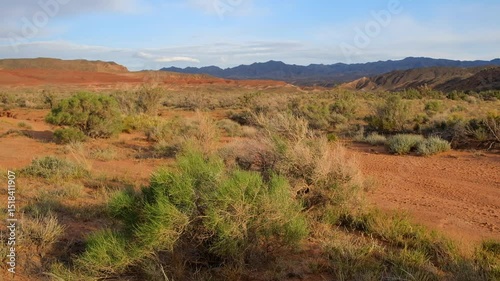 Spring Red Desert with saxaul trees in the Boguty Mountains in Almaty Region, Kazakhstan