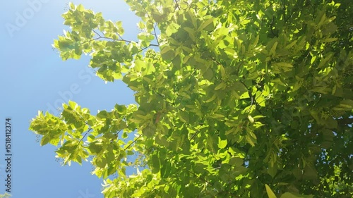 Sunlit green linden leaves swaying gently against clear blue sky in tranquil summer scene