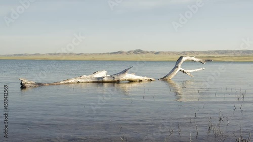Calm natural minimalist landscape with a steppe lake with clear water, a large snag in the foreground and mountains in the distance on a spring or autumn morning.