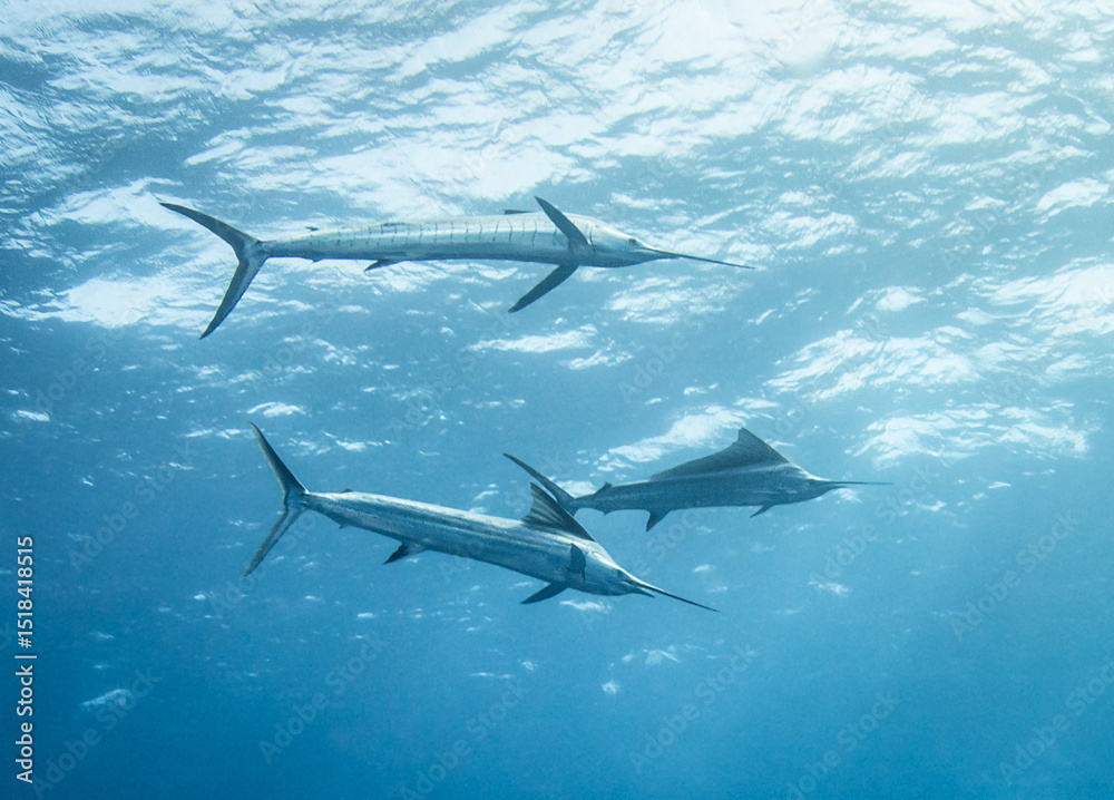 Fototapeta premium Indo-Pacific sailfish, French Polynesia