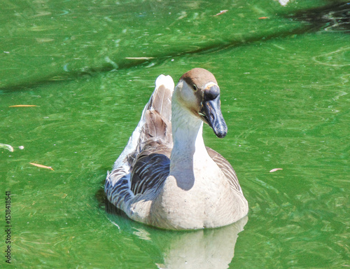 Swan goose on the water. Anser cygnoides