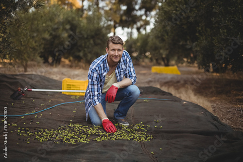 Mid adult man kneeling on harvesting net in olive orchard collecting green olives near yellow crate