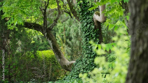 Forest scene with ivy-covered tree and dense greenery.