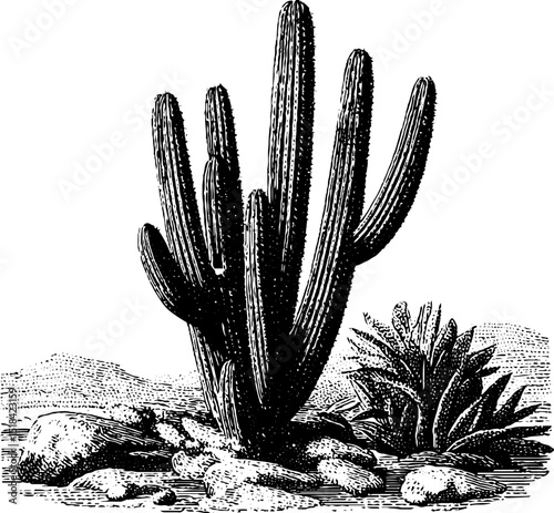 Engraved black and white illustration of cactus plant in desert landscape photo