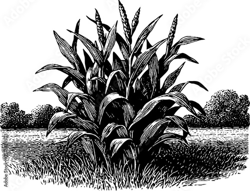 Engraved illustration of cornfield with bold black lines for agricultural design