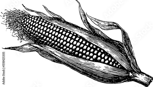 Engraved elote corn illustration in black bold lines for design and print projects