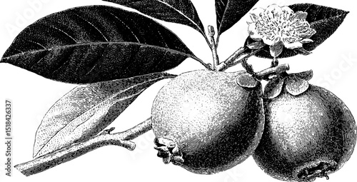 Engraved guava fruit illustration with leaves and flower for botanical design