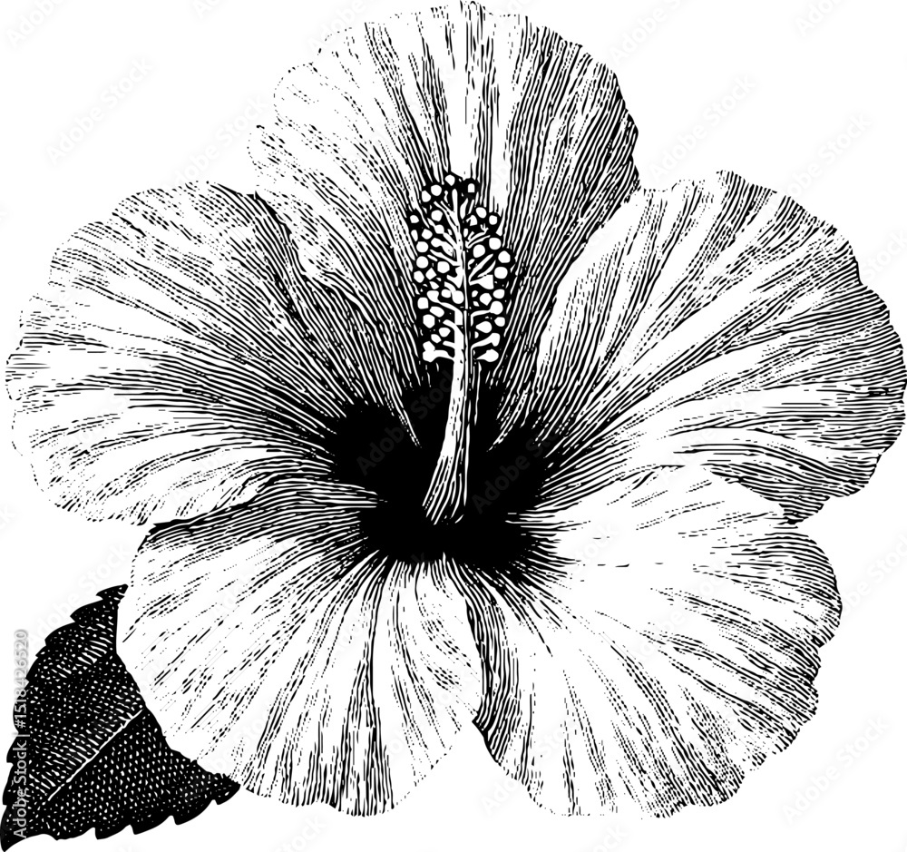 Obraz premium Engraved hibiscus blossom artwork featuring black ink detailed floral design