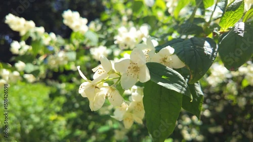 Closeup of white flowers swaying in a sunlit garden environment. Philadelphus pubescens, hoary mock orange.