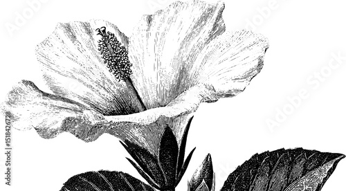 Engraved illustration of hibiscus blossom. Botanical floral design with detailed petals and leaves.