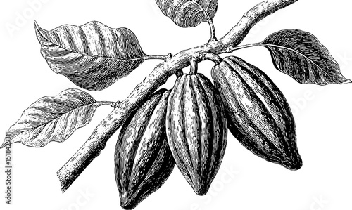 Vintage engraving of cacao pods on branch for mexican chocolate art design