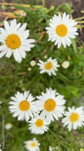 summer wallpaper for phone with top view of white daisies among green grass 