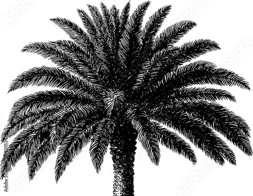 Detailed engraved illustration of palm tree in bold black lines for art and design projects